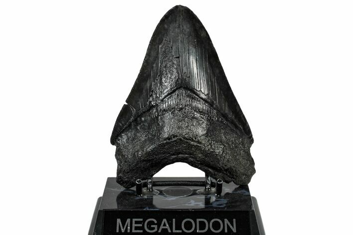 Fossil Megalodon Tooth - South Carolina #307437